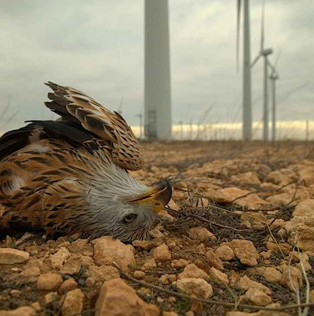 Viés ideológico dramatiza parcos acidentes com pássaros  e silencia a morte de milhões de outros atingidos por 'energias renováveis'.