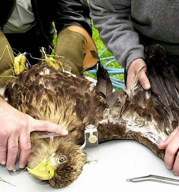 Veterinários tentam salvar ave atingida pela pá de um aerogerador. Dois pesos e duas medidas nos exageros ambientalistas
