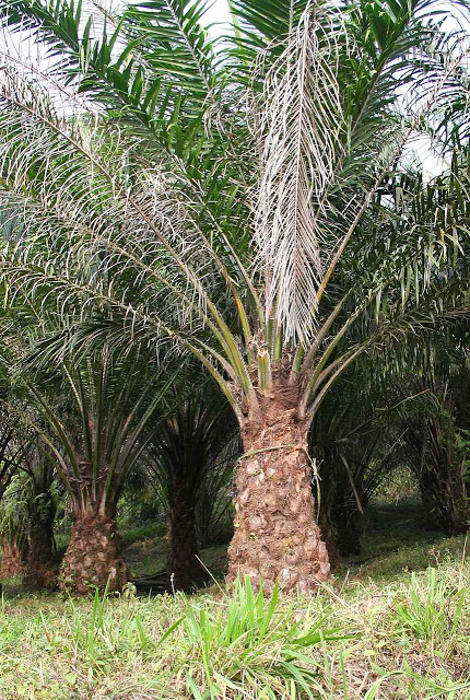 Árvore de óleo de palma, ou dendê, (Elaeis guineensis), decretada inimigo da planeta pelo ditatorialismo ambientalista