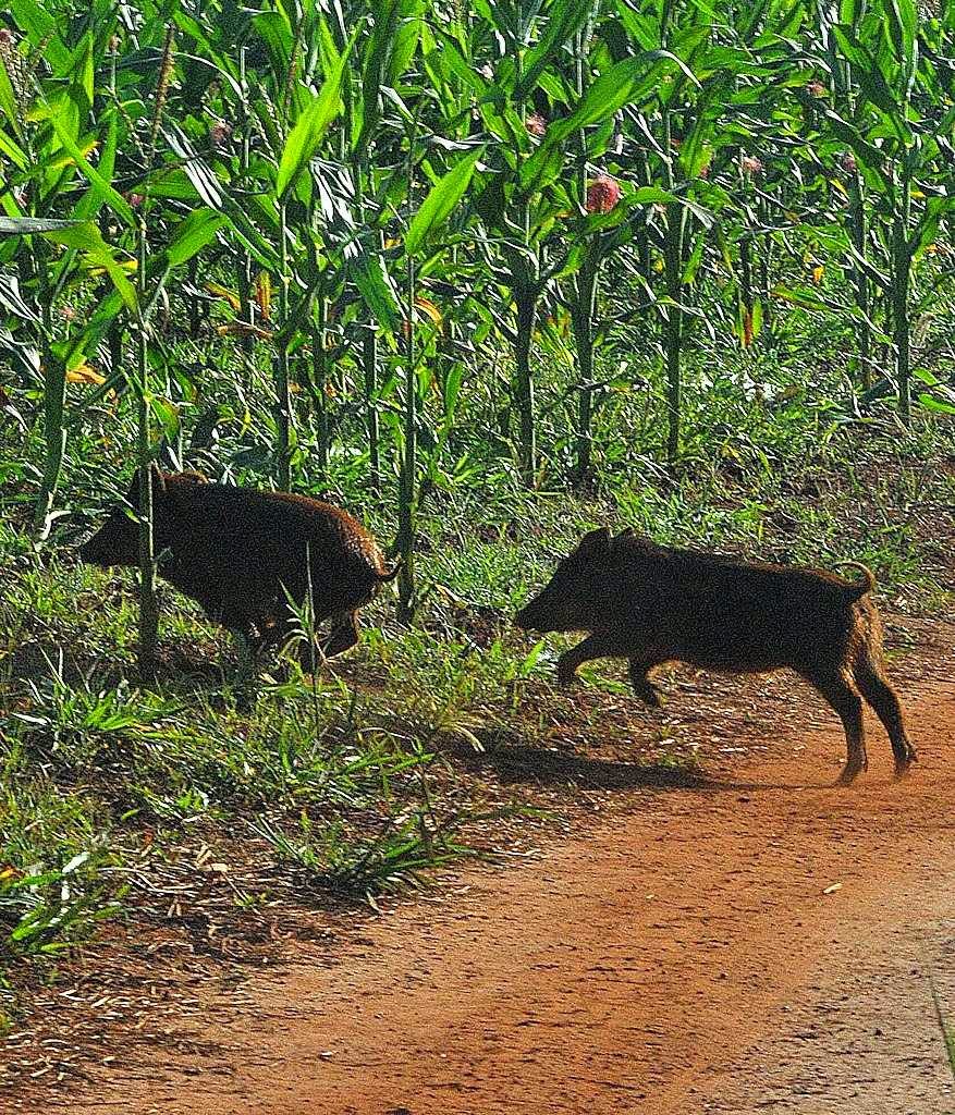 Javalis em MS: costumam atacar em bandos  as plantações de milho deixando rastro de destruição.  Foto Paulo Ribas-Correio do Estado