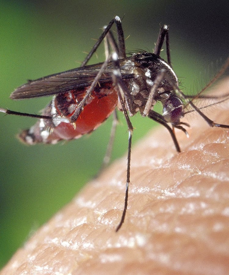 A dengue, transmitida pelo mosquito Aedes aegypti,  ultrapassou 1,5 milhão de casos em 2013,  três vezes mais do que em 2012! 