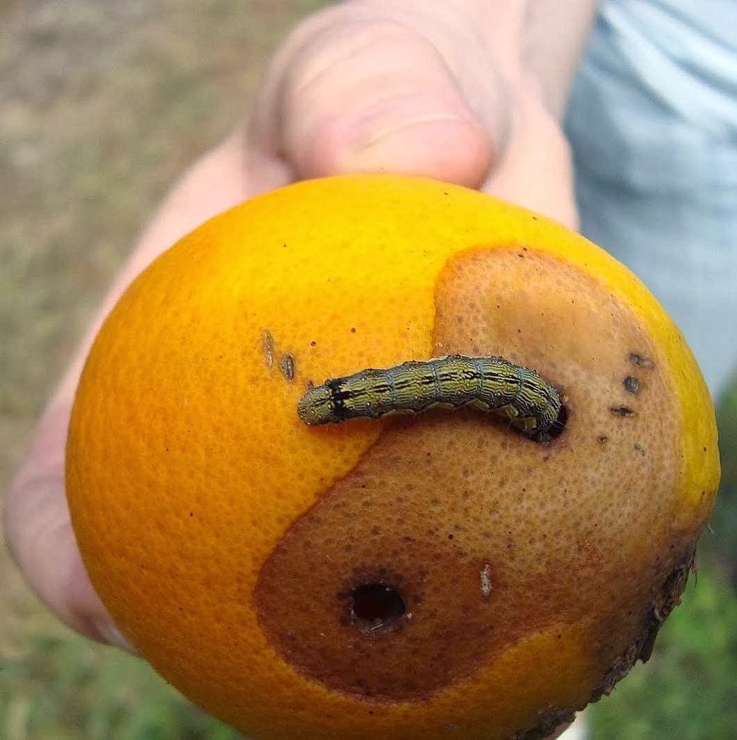 A lagarta Helicoverpa armigera já trouxe  prejuízos de bilhões à agricultura brasileira! 