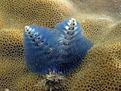 Christmas tree worm found at Lizard Island. Photo John Huisman, Murdoch University, 2008