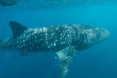 Whale shark, Rhincodon typus, Ningaloo Reef. Photo Gary Cranitch, Queensland Museum, 2008