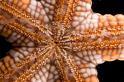 Nardoa rosea, sea star as seen from the underside, Heron Island. Photo Gary Cranitch, Queensland Museum, 2008