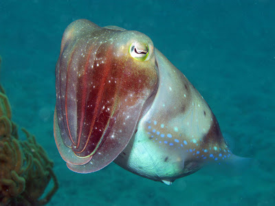 A cuttlefish spotted at Lizard Island. Photo John Huisman, Murdoch University, 2008