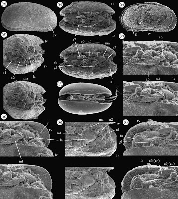 Antártica, Ostracoideos, Dry Valley, Proceedings of the Royal Society B, Verde, nova cor do comunismo