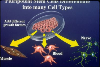 Induced Plupripotent Stem Cells 