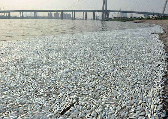 Peixes mortos à beira do rio Haihe perto do local das explosões 