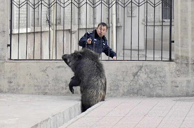 Taiyuan: polícia abateu porco do mato em caçada surrealista.